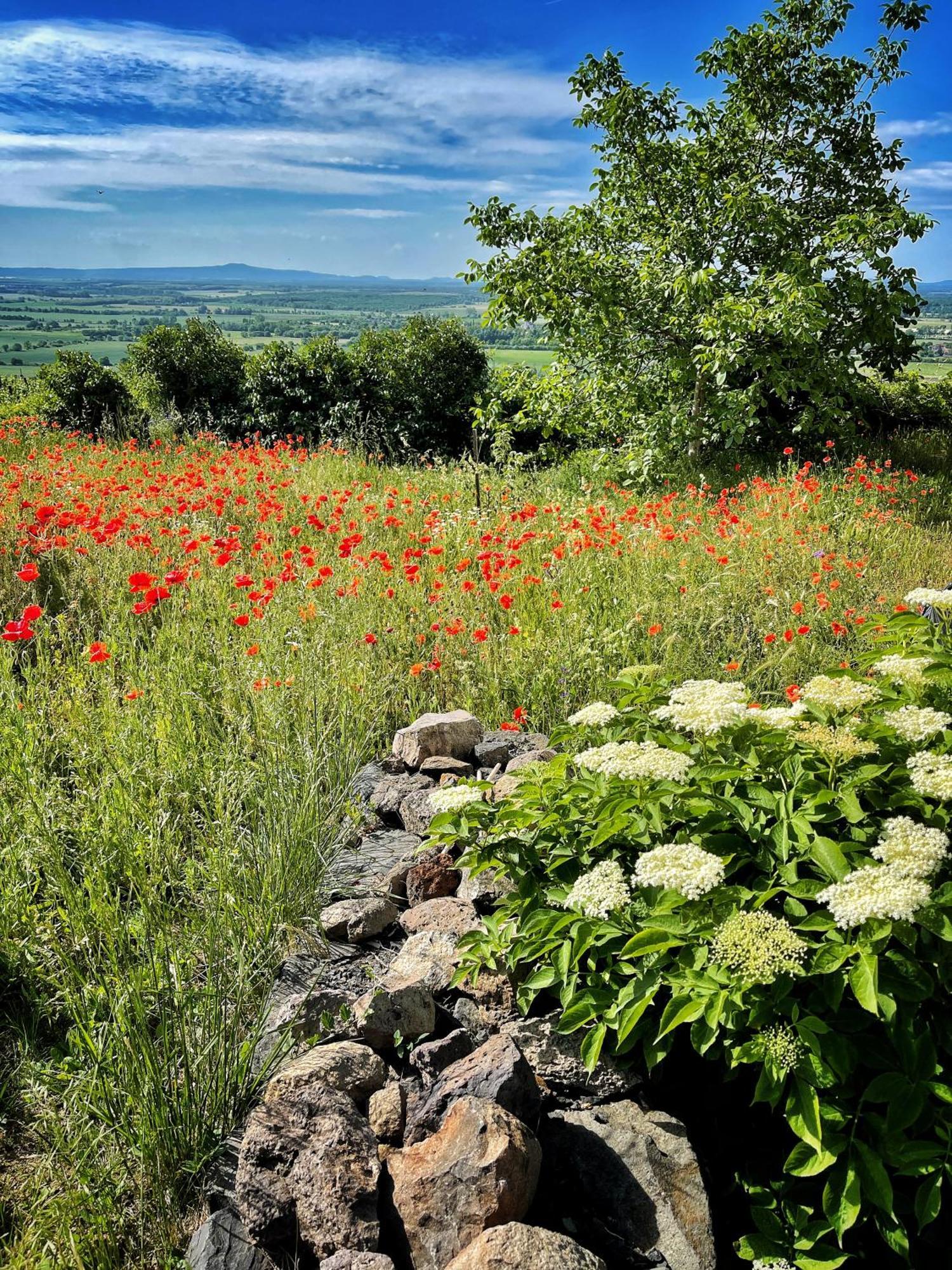 Somlo Wineshop Guesthouse Somlovasarhely 외부 사진