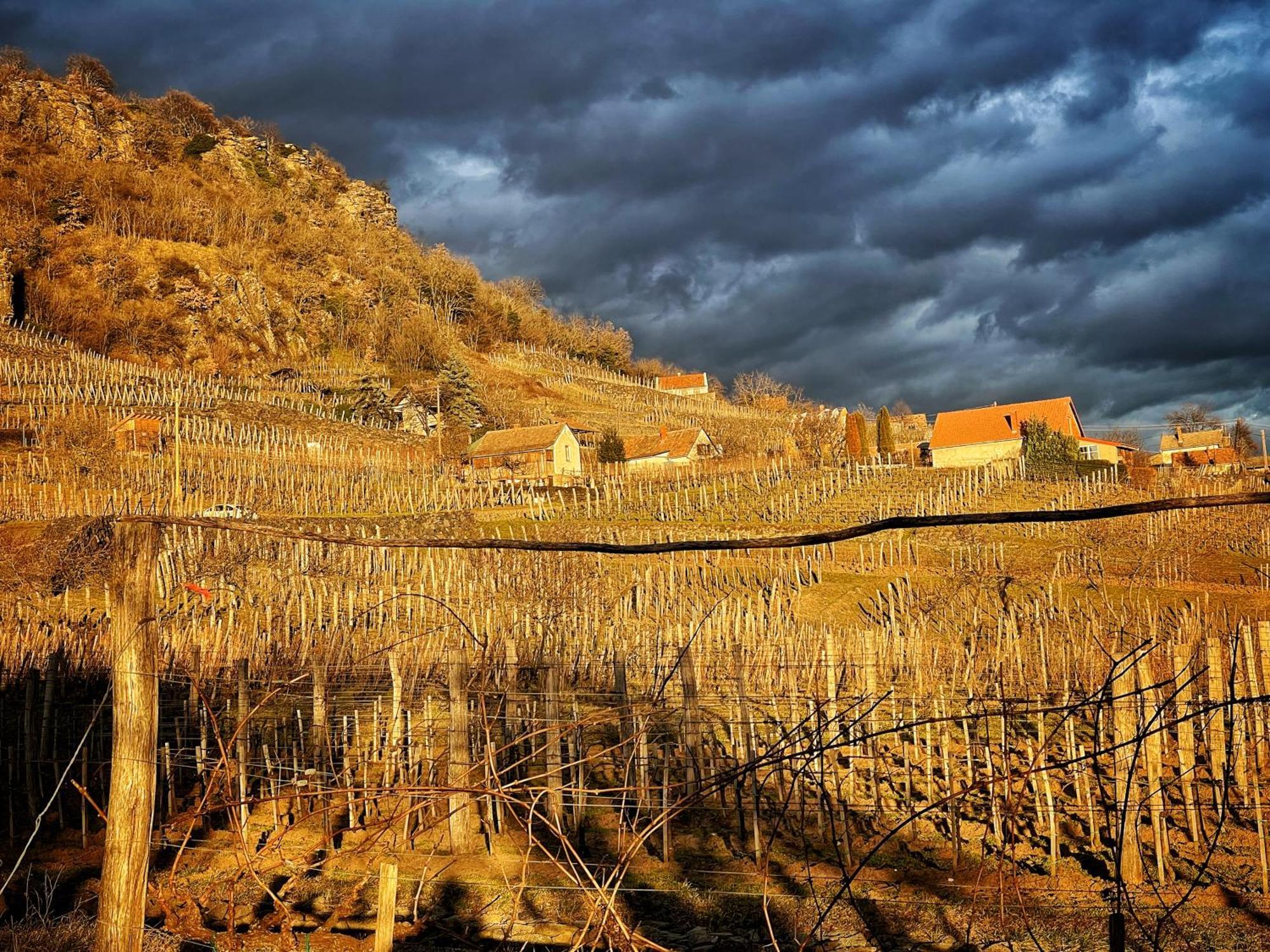 Somlo Wineshop Guesthouse Somlovasarhely 외부 사진